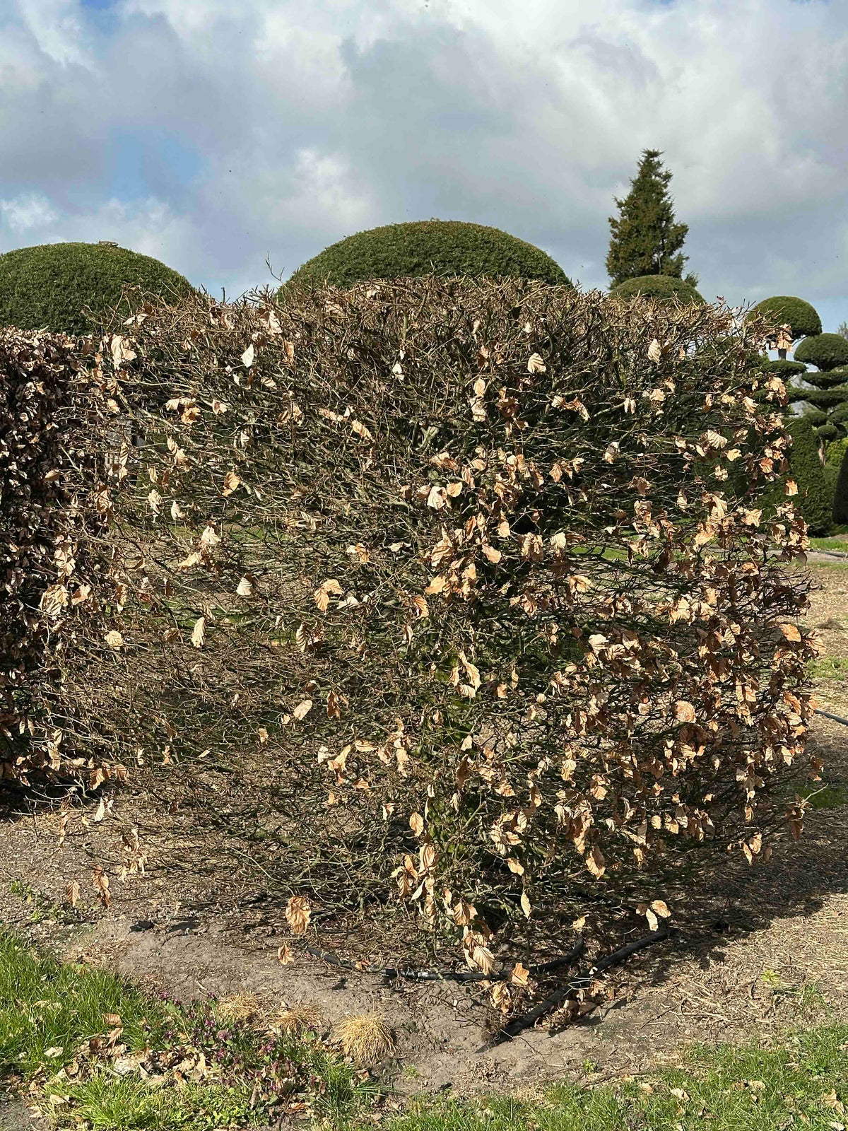 FS TOPIARY #026