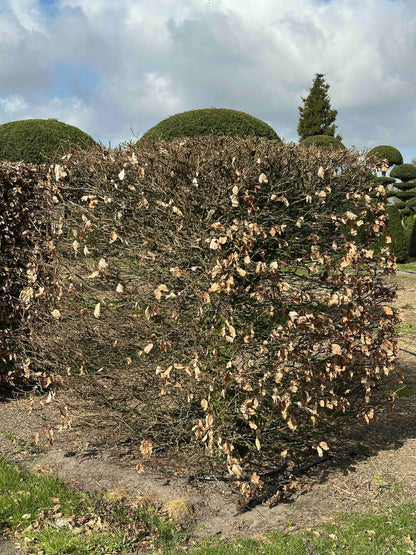 FS TOPIARY #026