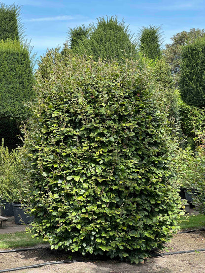 FS TOPIARY #029