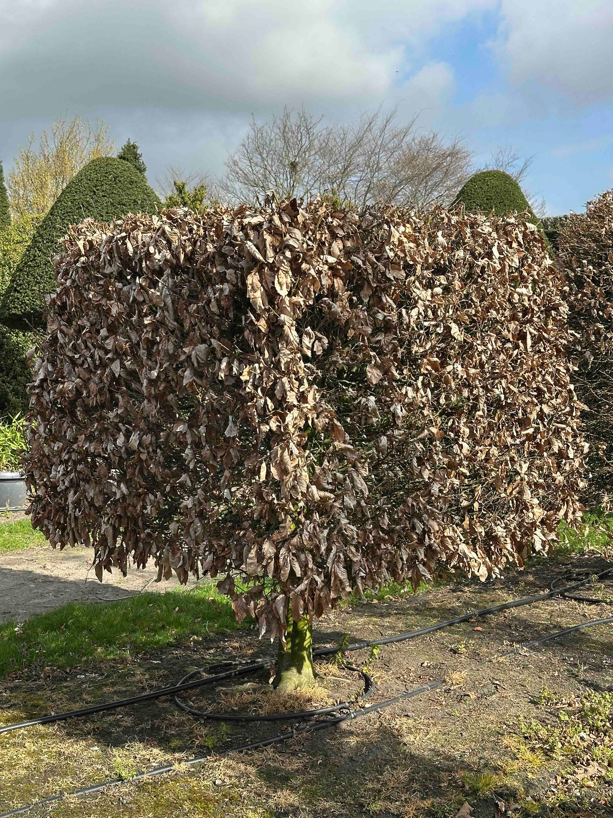 FS TOPIARY #031