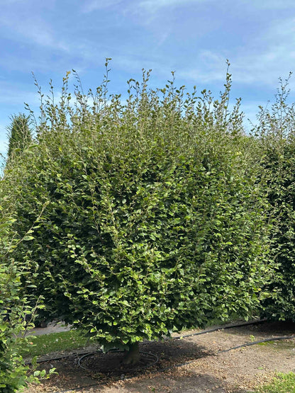 FS TOPIARY #031