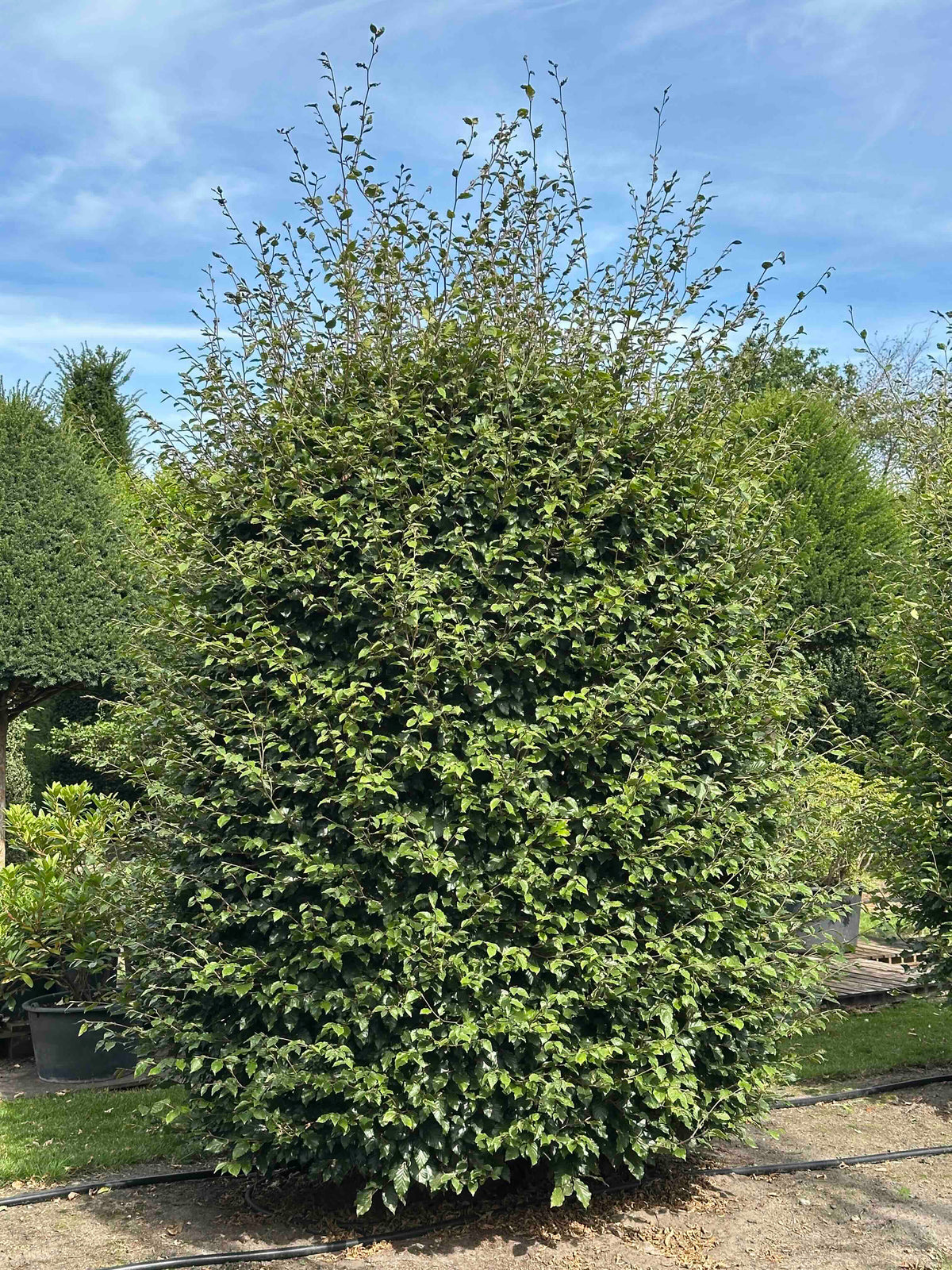 FS TOPIARY #032