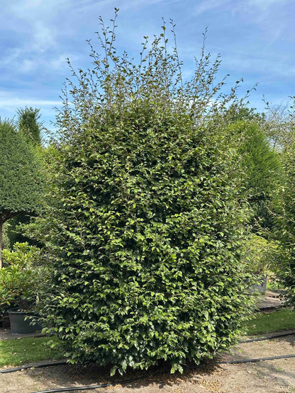 FS TOPIARY #032