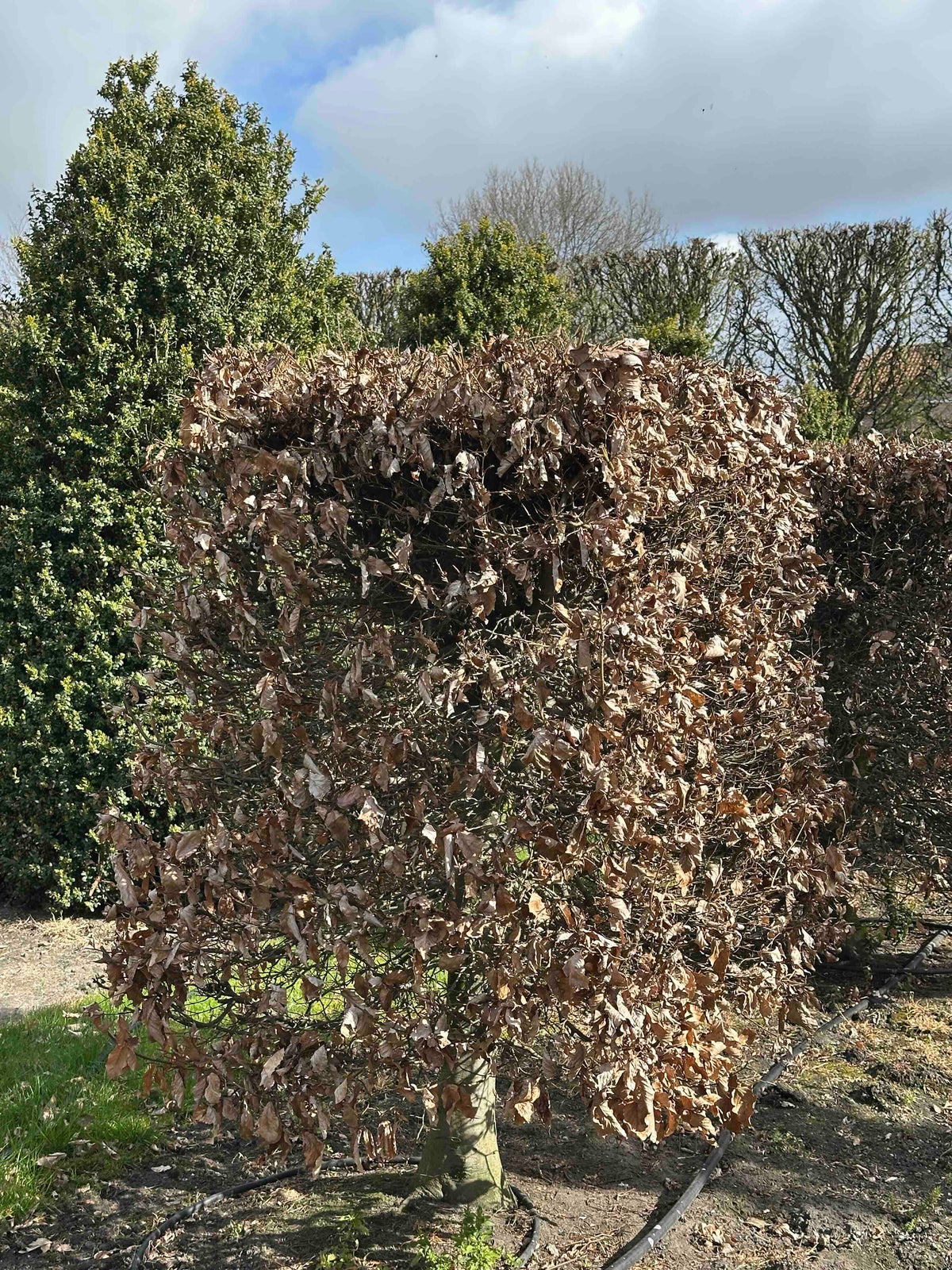 FS TOPIARY #034