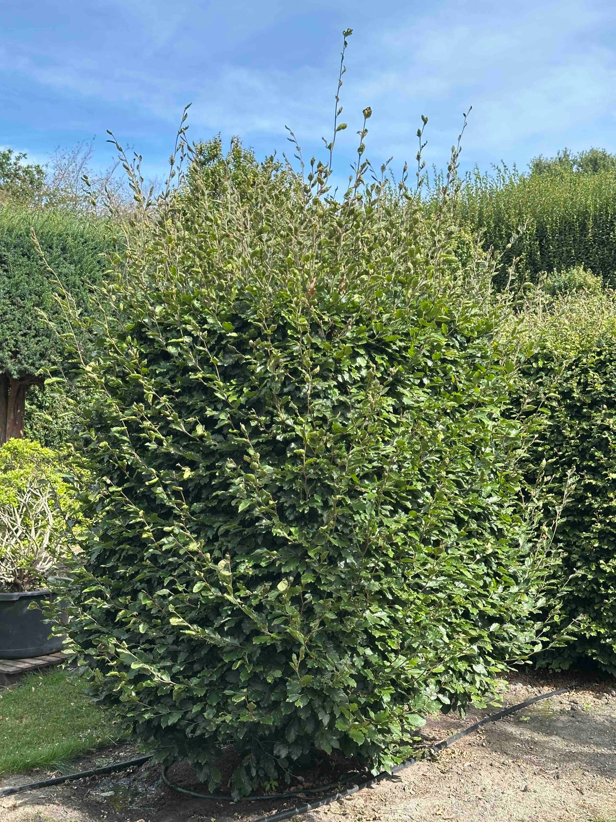 FS TOPIARY #034