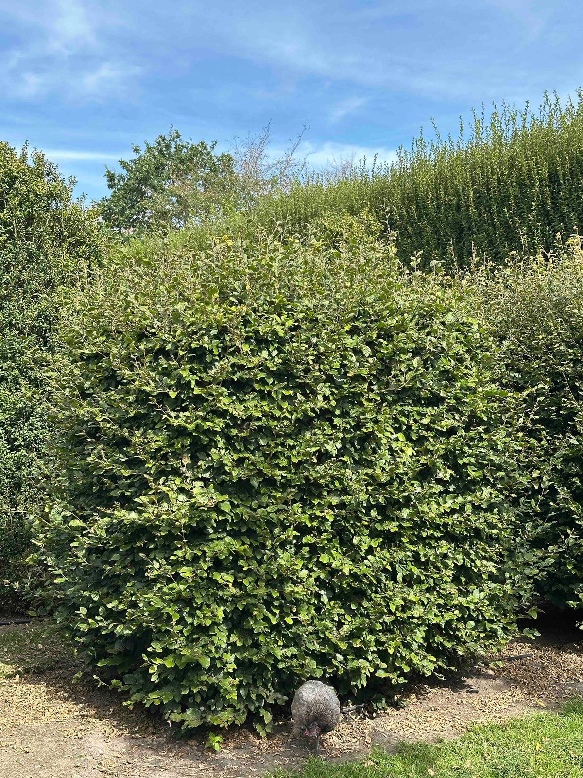 FS TOPIARY #036