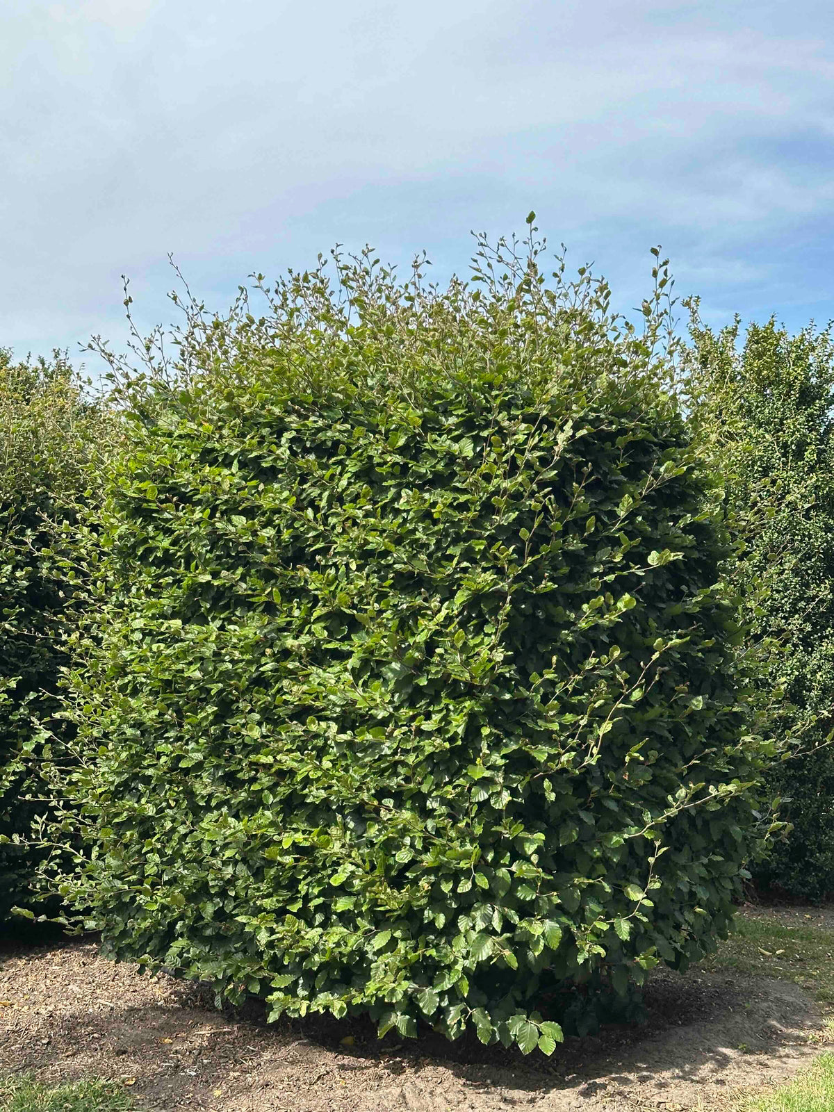FS TOPIARY #038