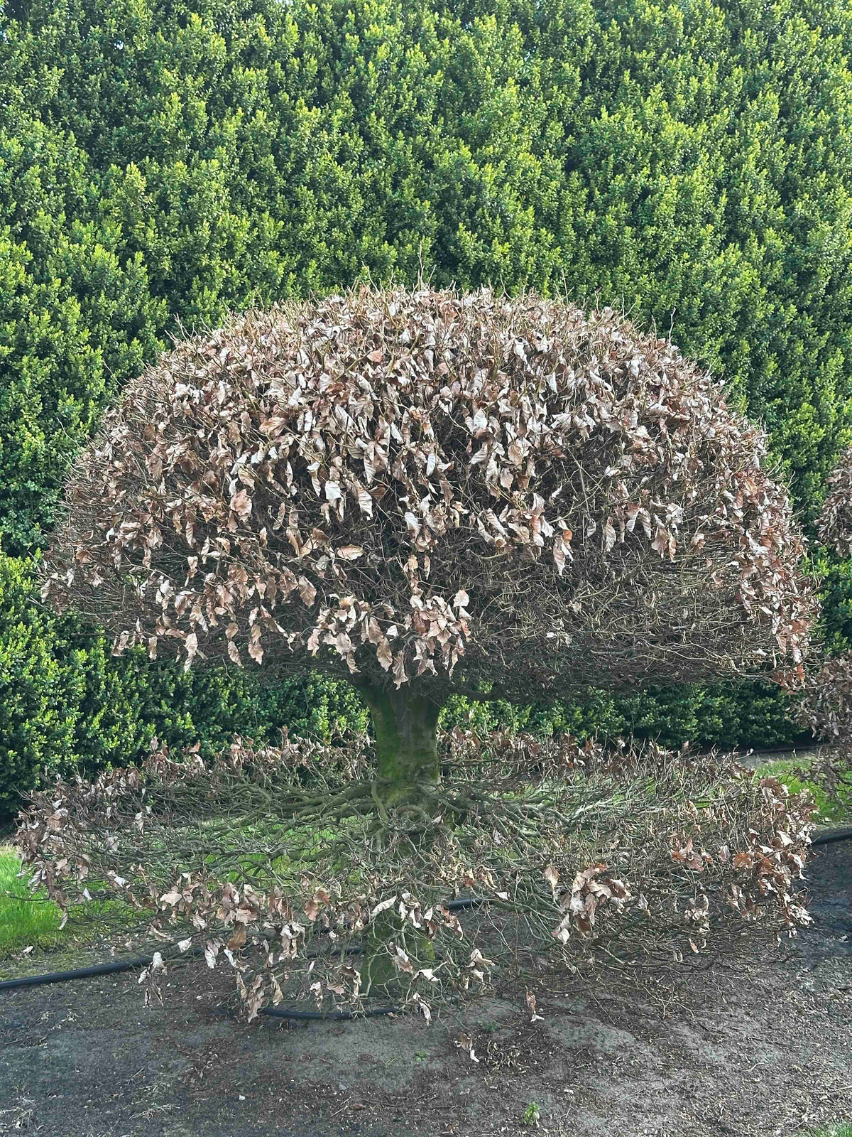 FS TOPIARY #044