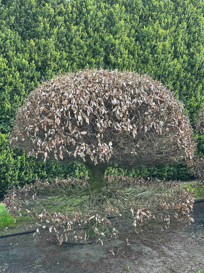 FS TOPIARY #044
