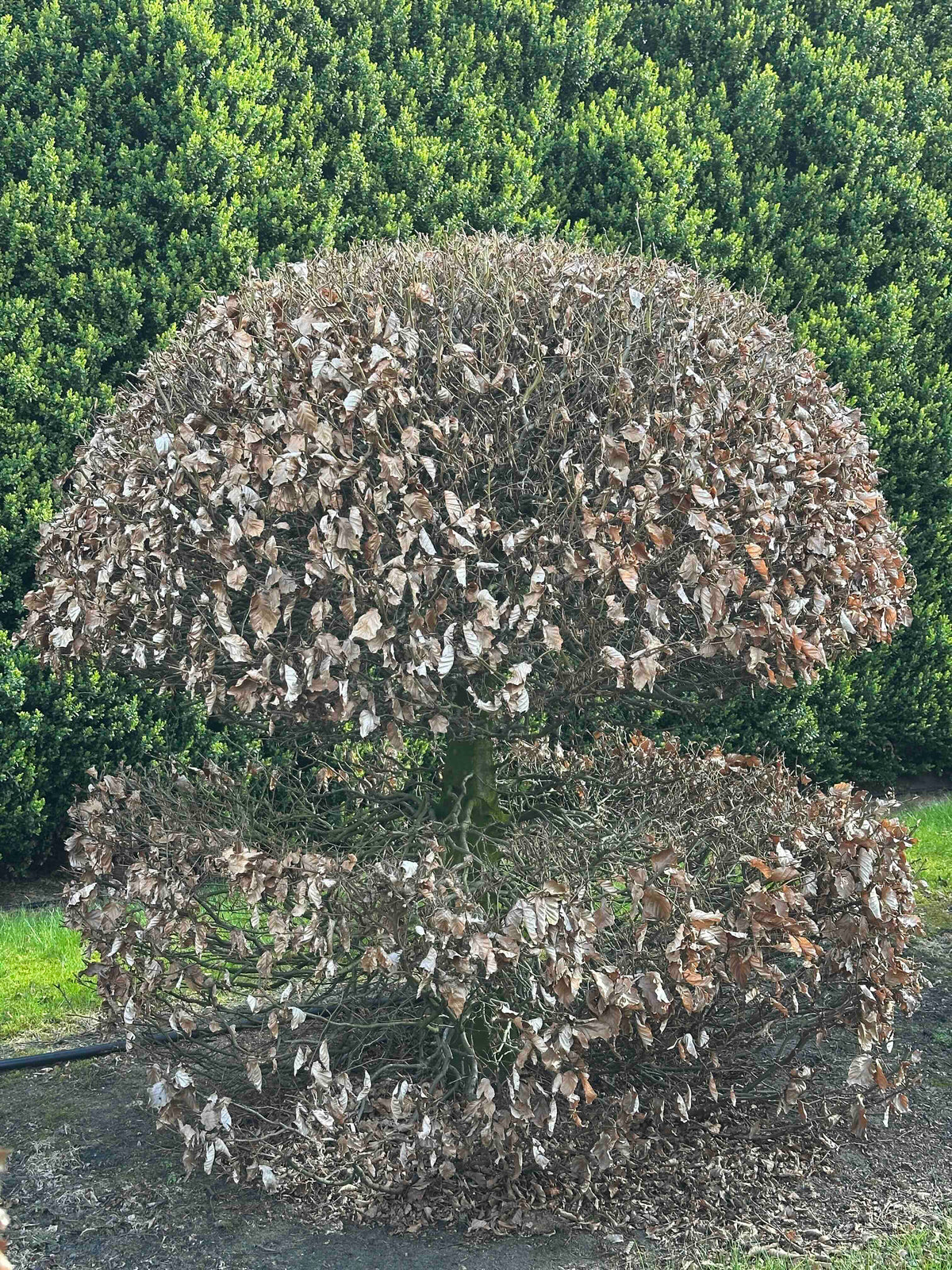 FS TOPIARY #047