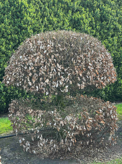 FS TOPIARY #047