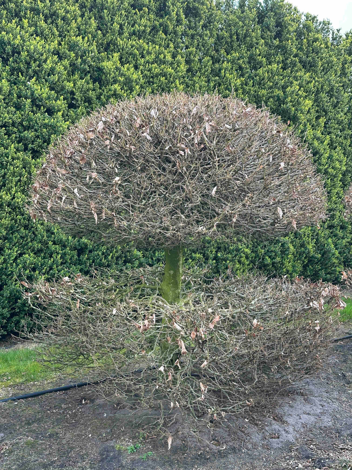 FS TOPIARY #050
