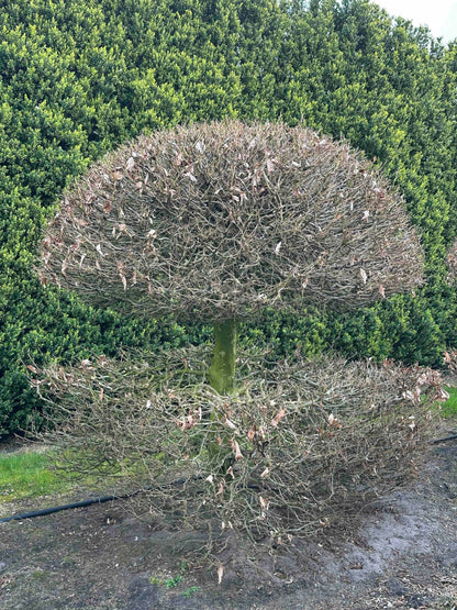 FS TOPIARY #050
