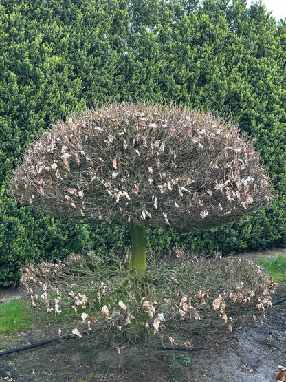 FS TOPIARY #051