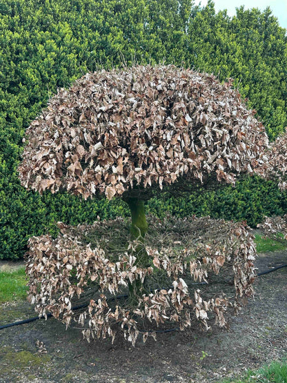 FS TOPIARY #053
