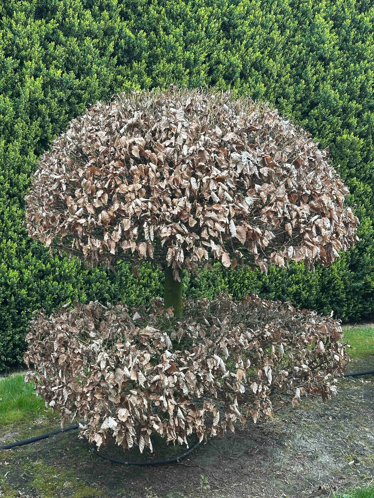 FS TOPIARY #056
