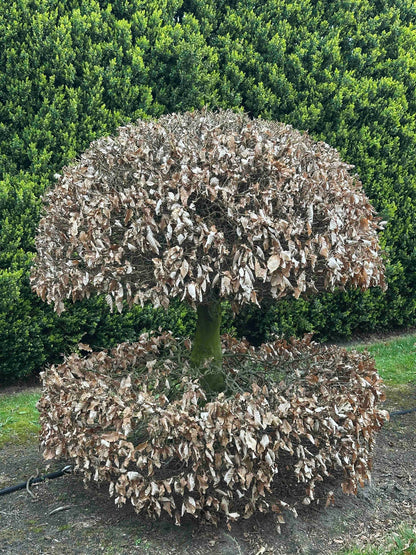 FS TOPIARY #058