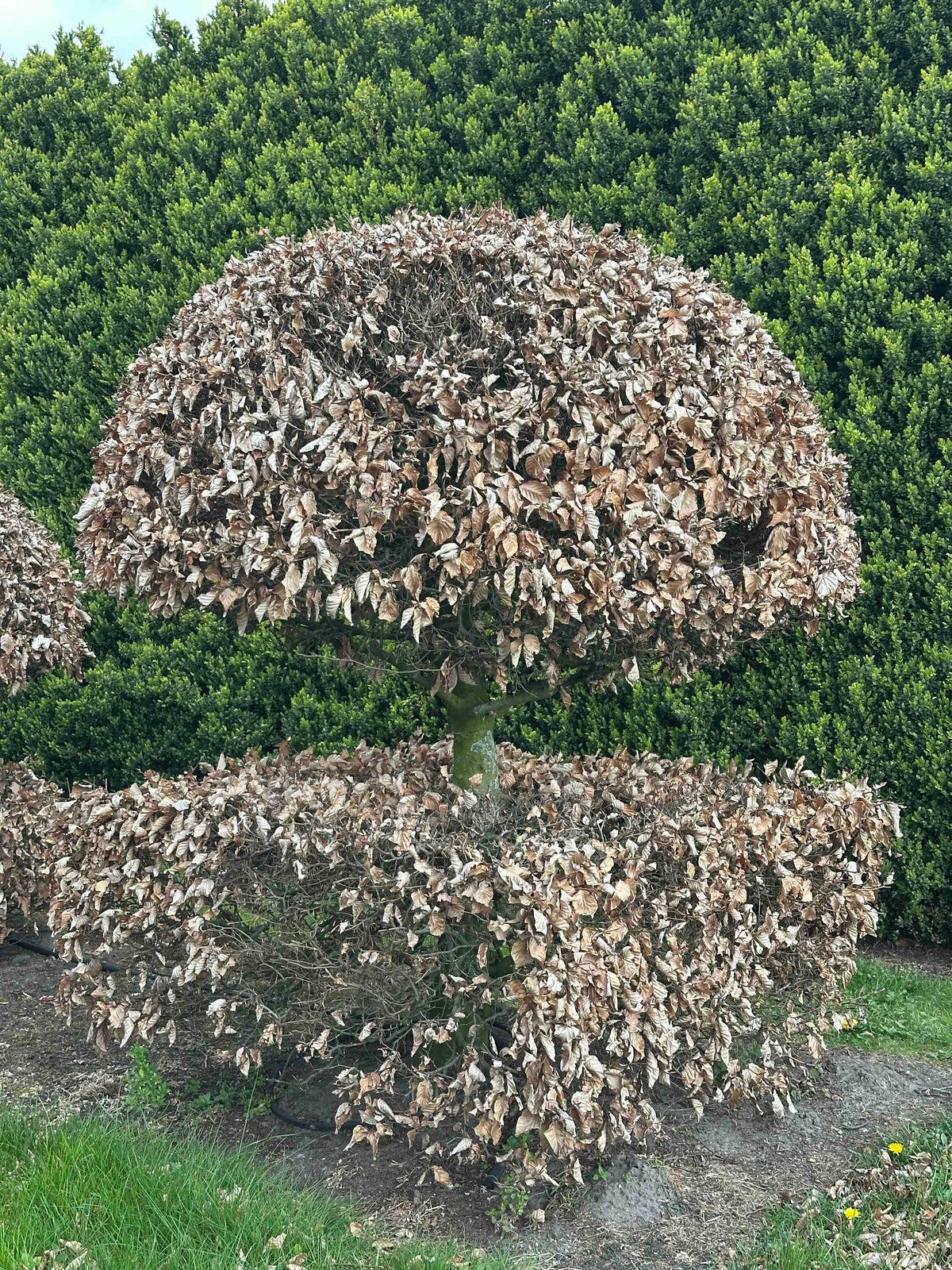 FS TOPIARY #059