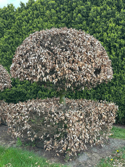 FS TOPIARY #059