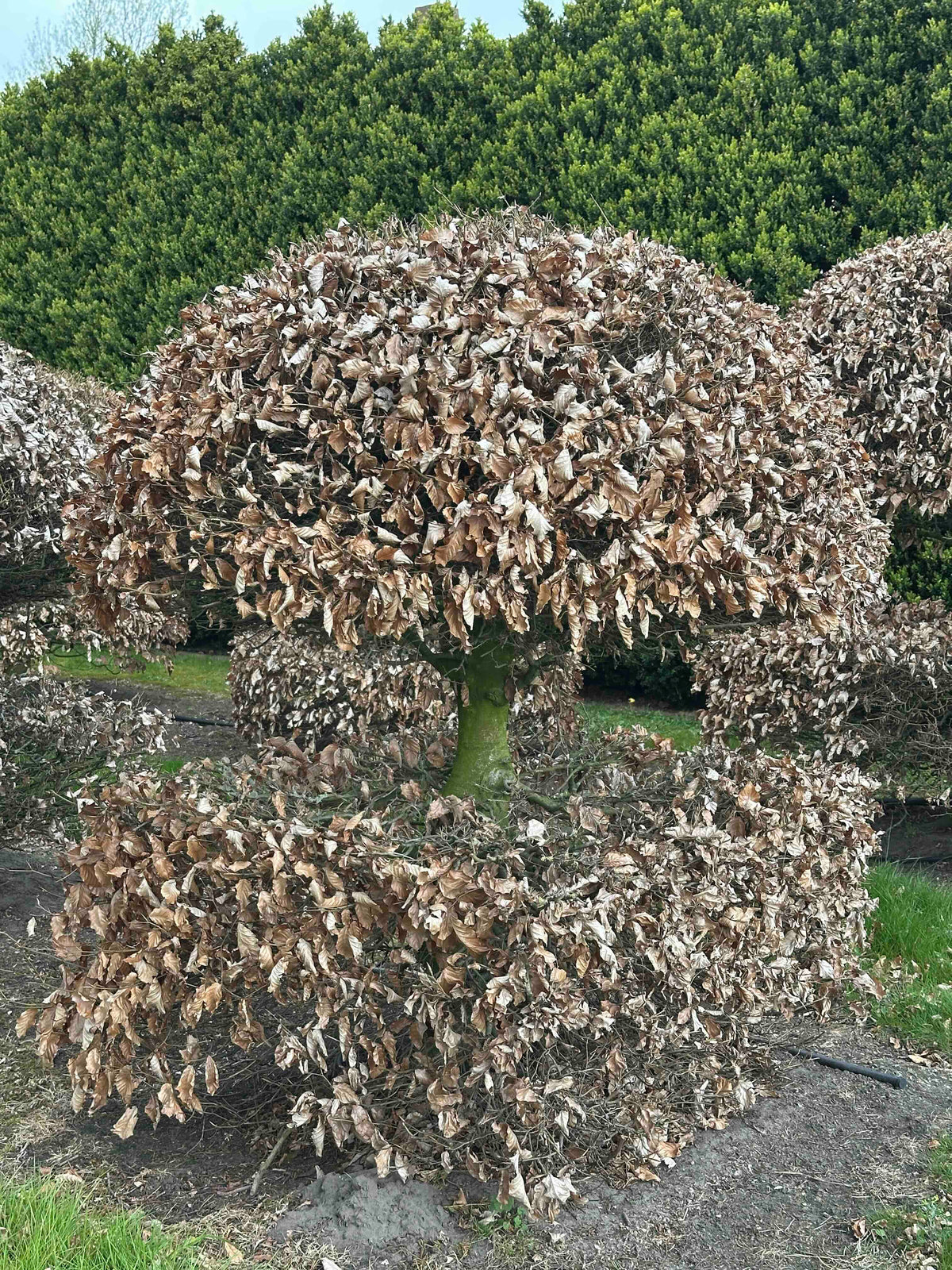 FS TOPIARY #060