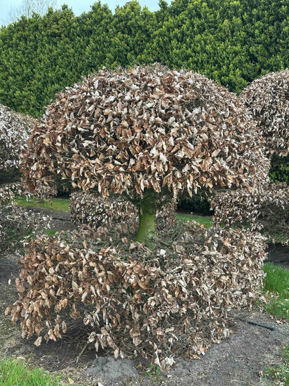 FS TOPIARY #060