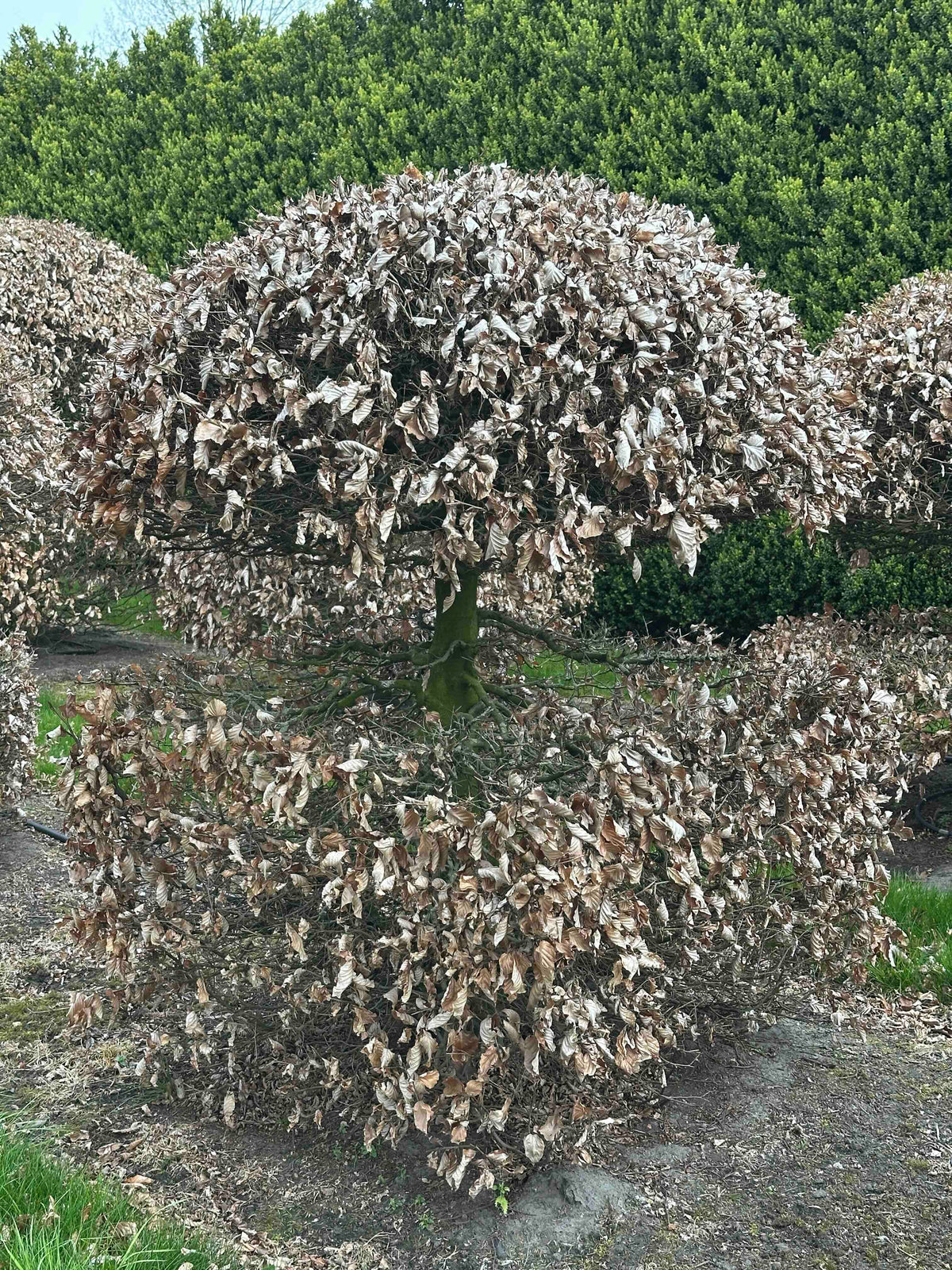 FS TOPIARY #062