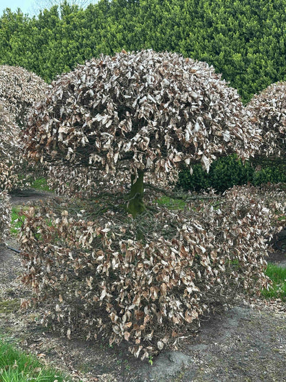 FS TOPIARY #062