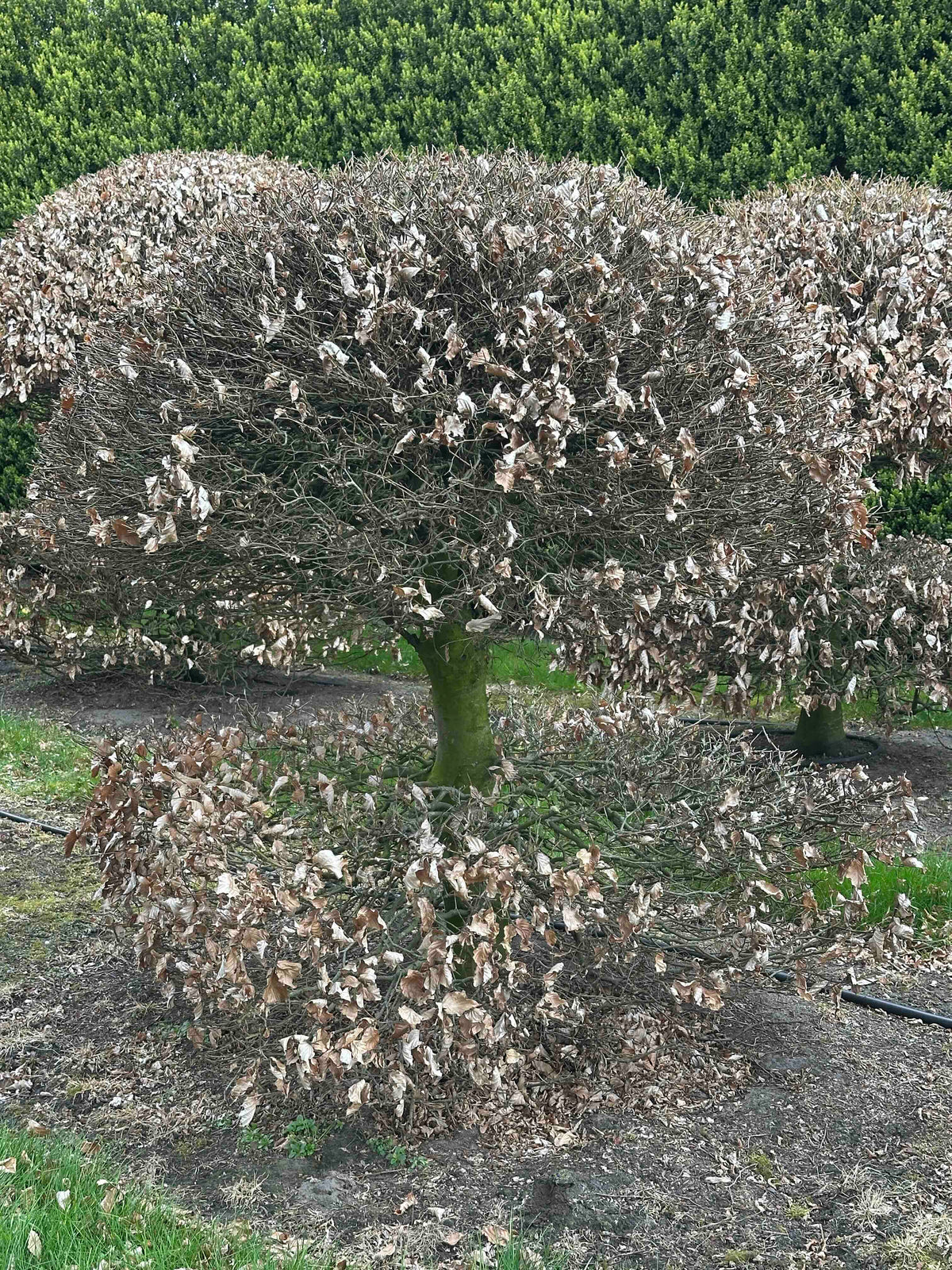 FS TOPIARY #063