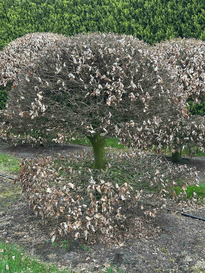 FS TOPIARY #063