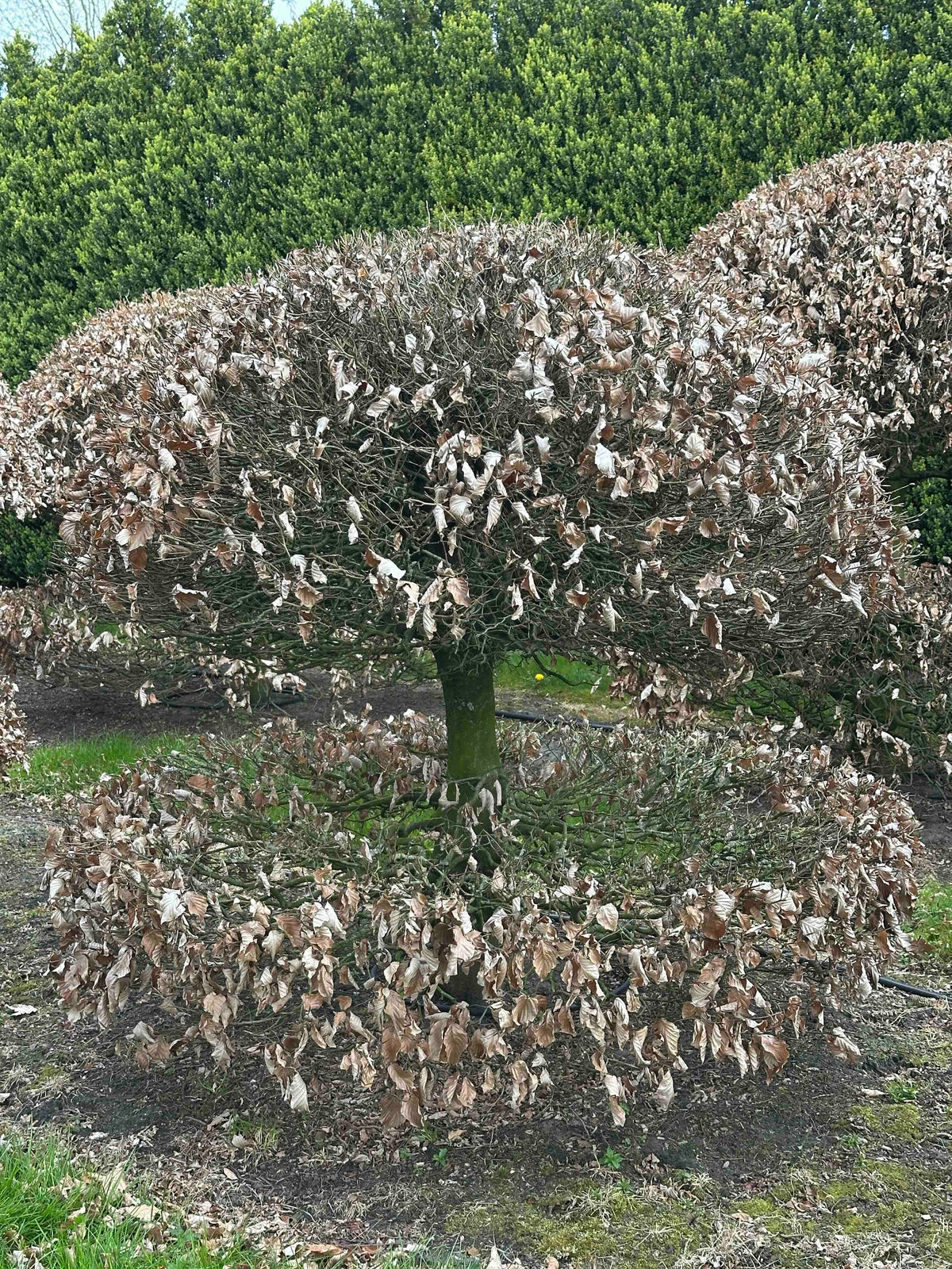 FS TOPIARY #064