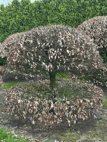 FS TOPIARY #064