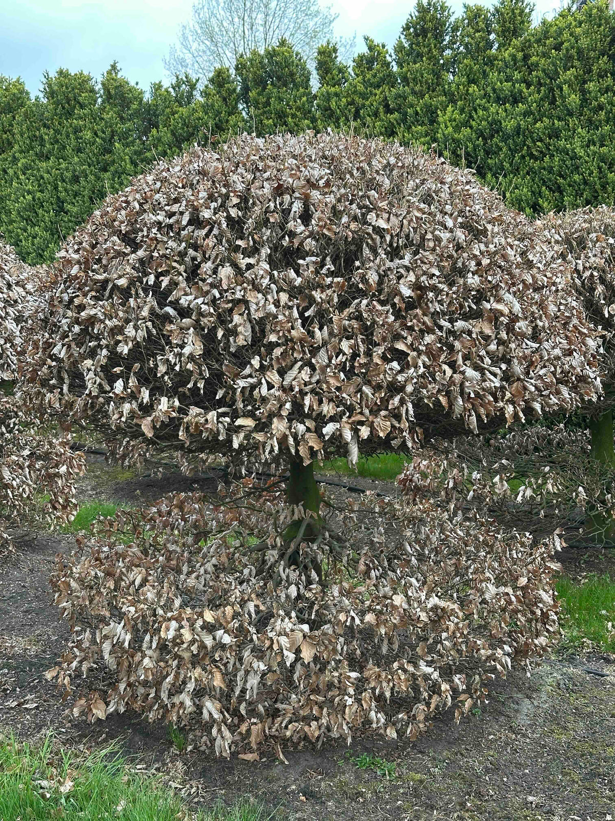 FS TOPIARY #065