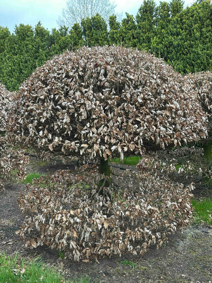 FS TOPIARY #065