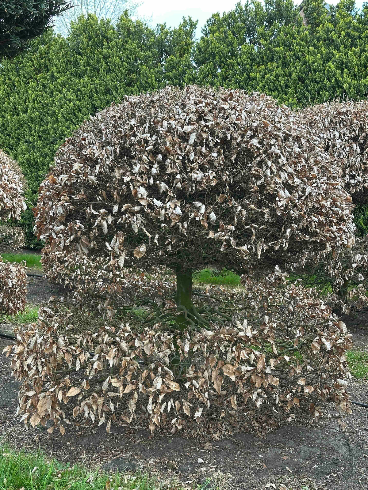 FS TOPIARY #066