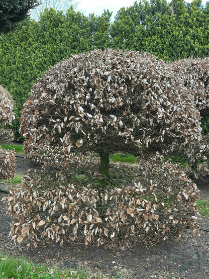 FS TOPIARY #066