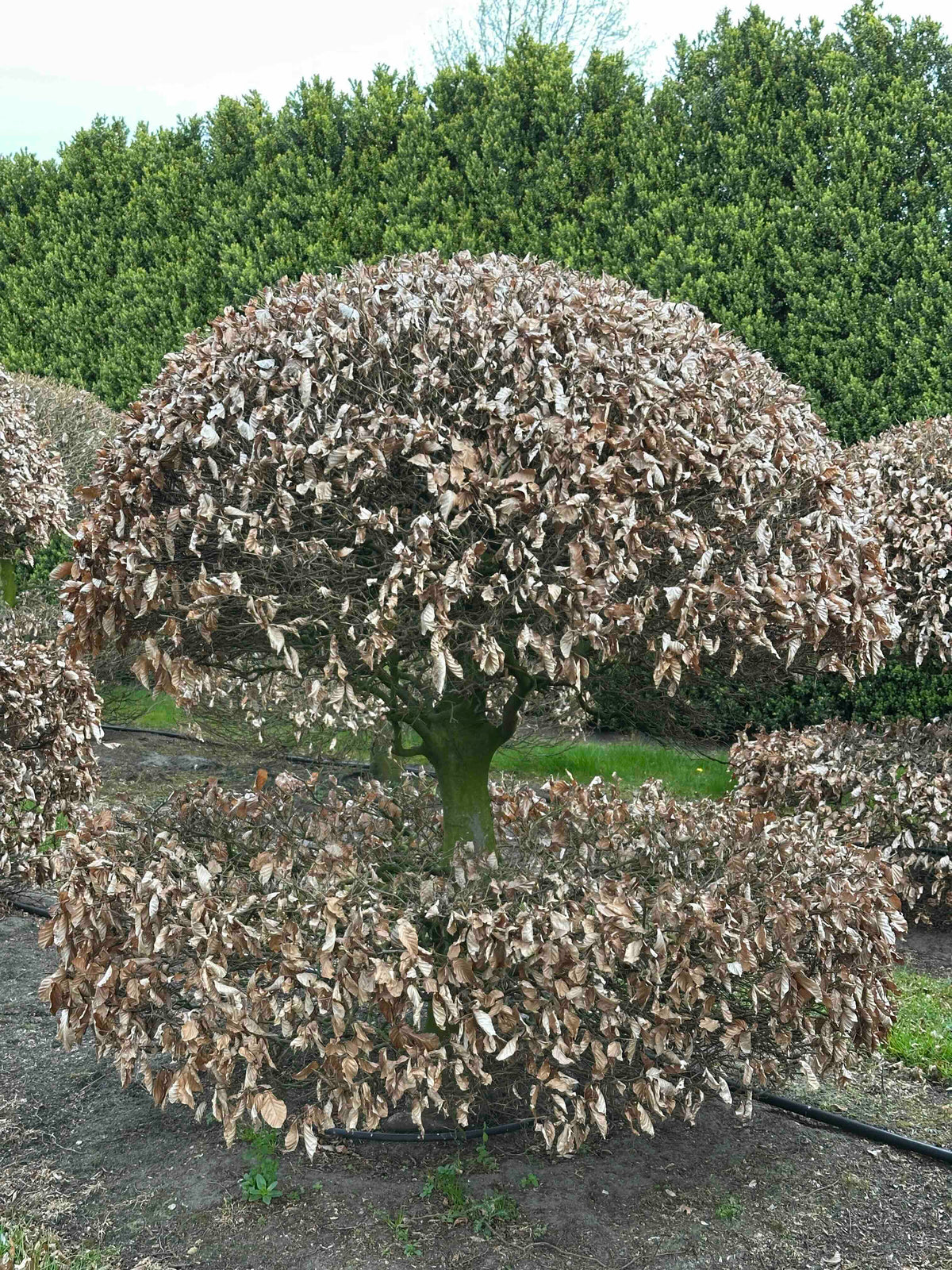 FS TOPIARY #067