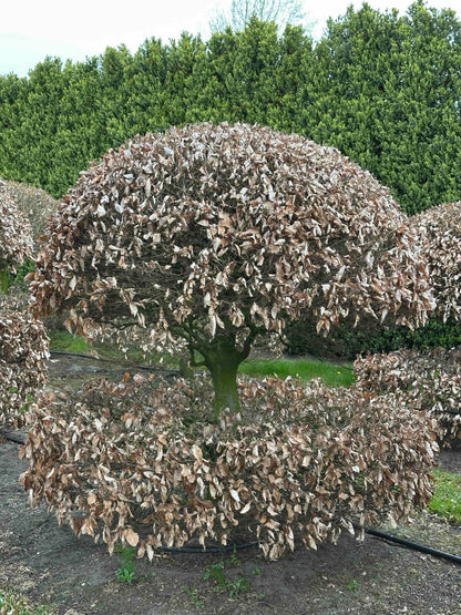FS TOPIARY #067