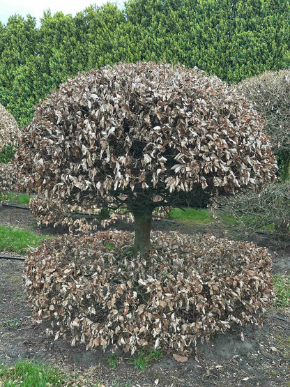 FS TOPIARY #068