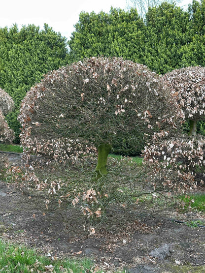 FS TOPIARY #071