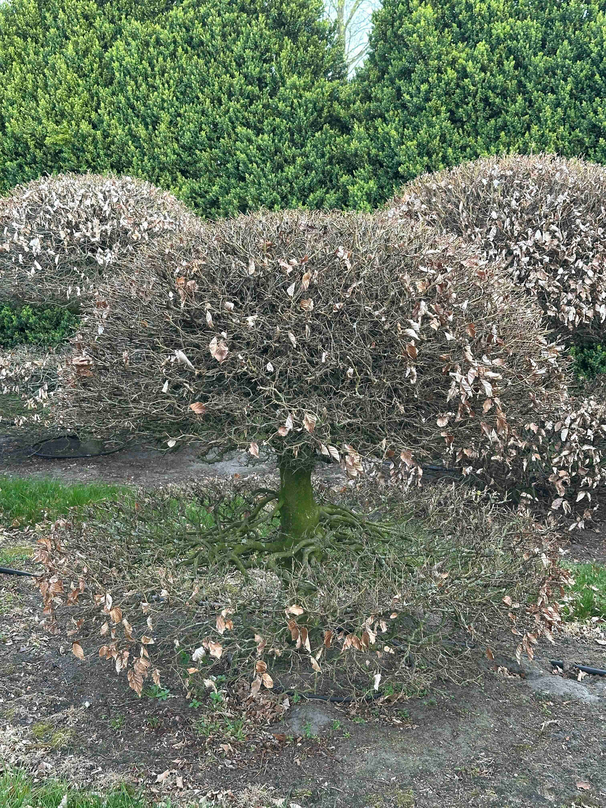 FS TOPIARY #072