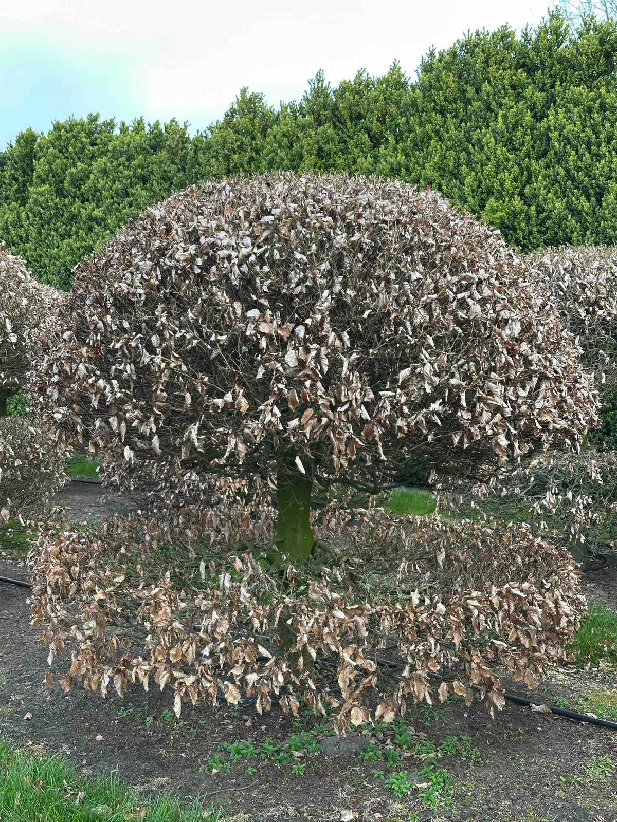 FS TOPIARY #073
