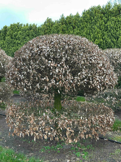 FS TOPIARY #073