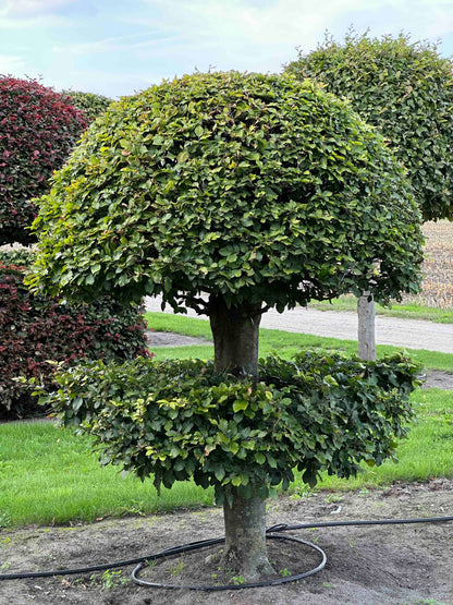 FS TOPIARY #079