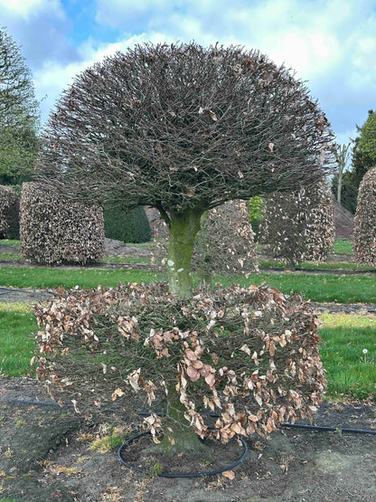 FS TOPIARY #081