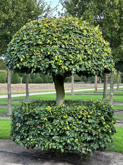 FS TOPIARY #081
