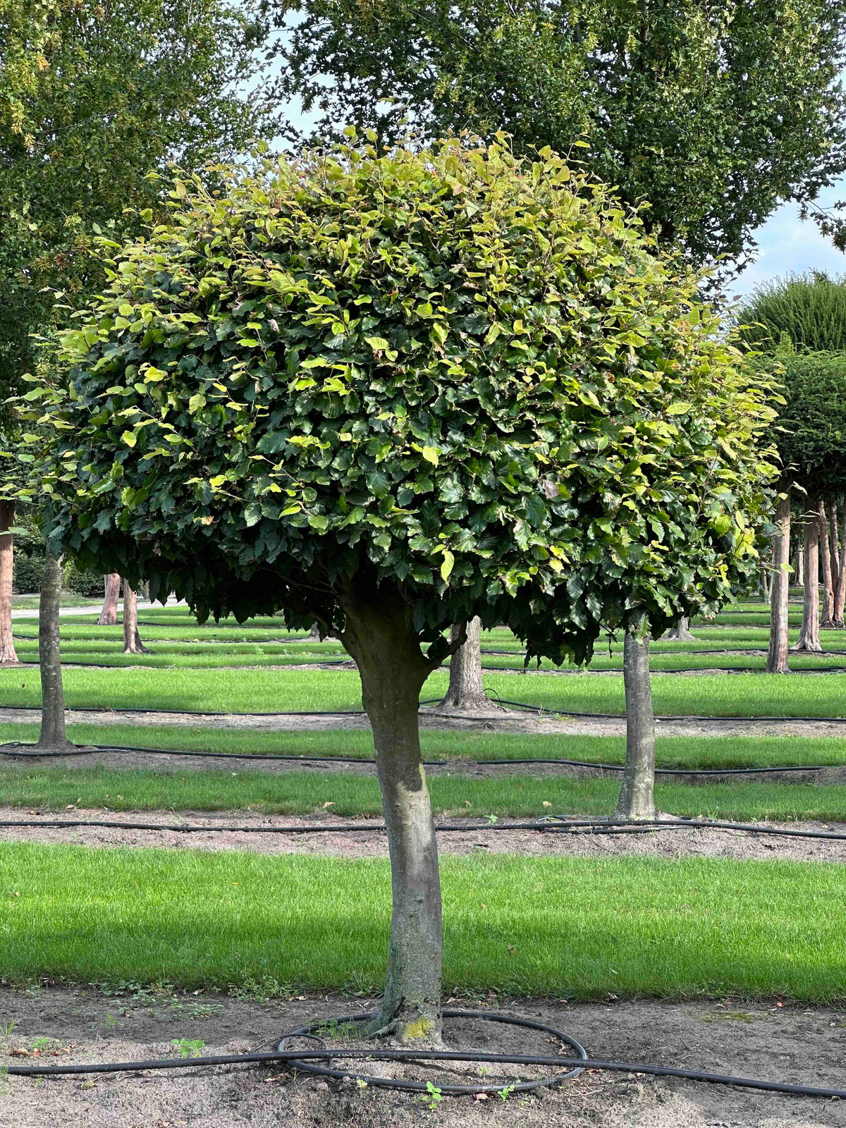 FS TOPIARY #082