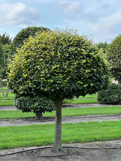 FS TOPIARY #082