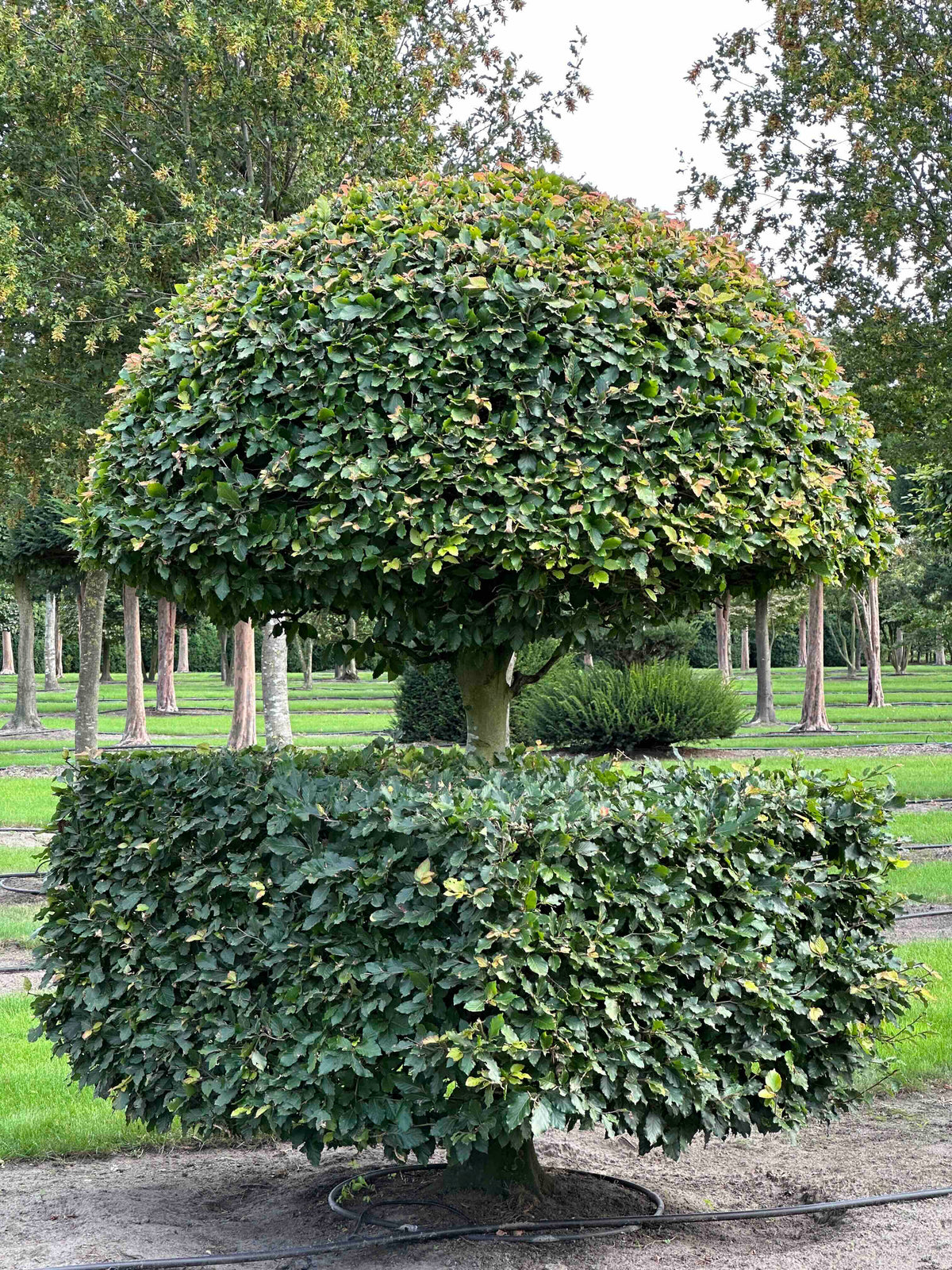 FS TOPIARY #083