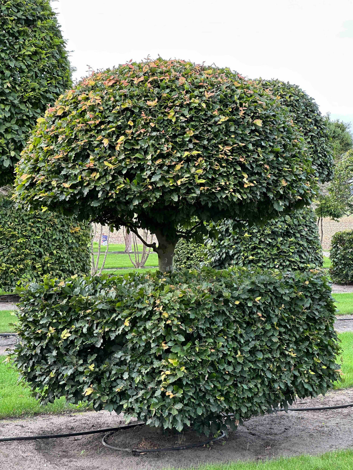 FS TOPIARY #083