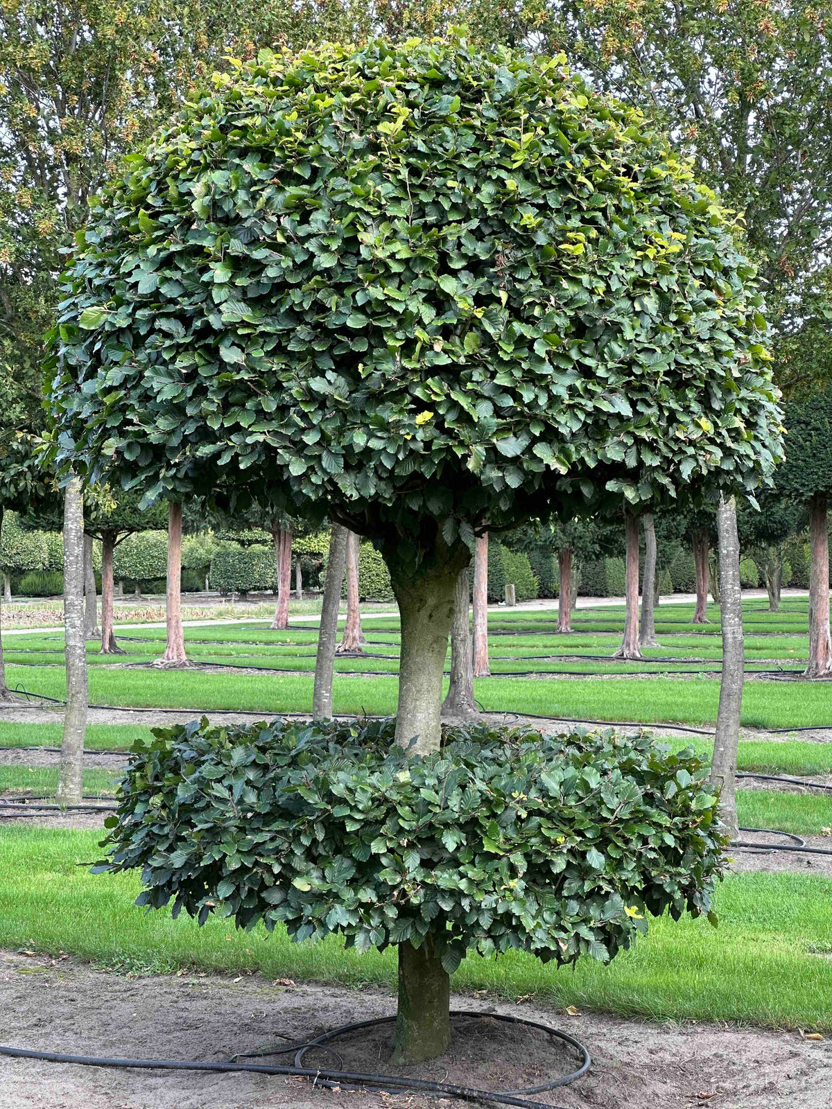 FS TOPIARY #085